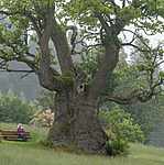 BB 12 0282 / Quercus robur / Sommereik